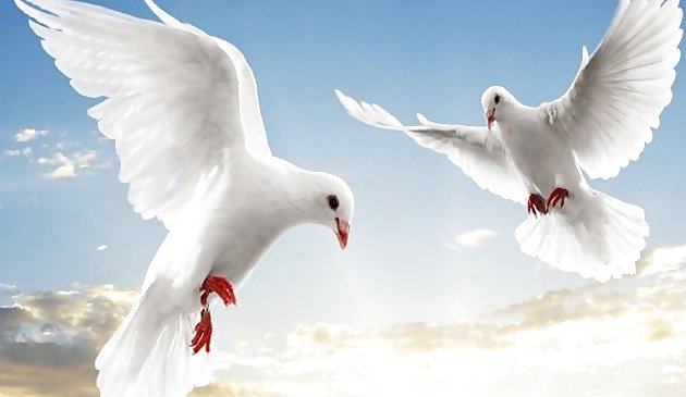 Летающие птицы слайд