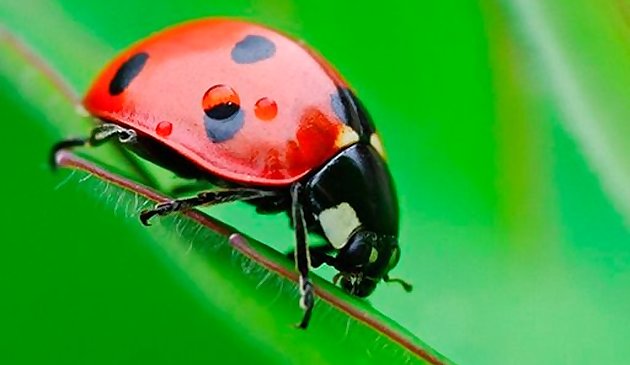ladybug tugma3