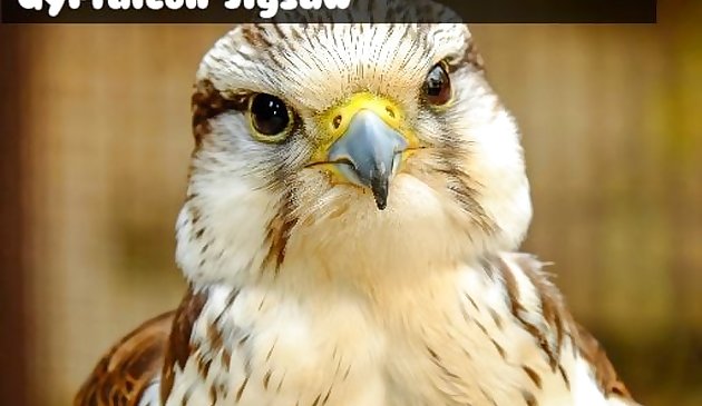 Кречет пазл