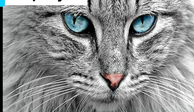 Kedi Gözü Yapbozu