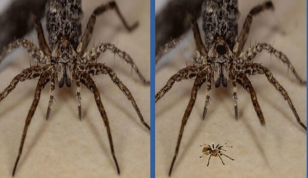 Spider Hidden Unterschied