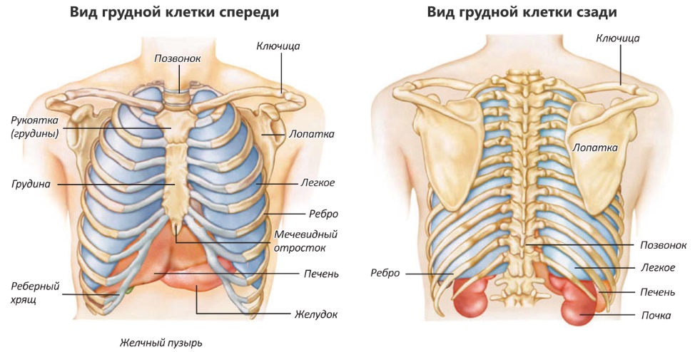 Как Расположены Легкие У Человека Фото